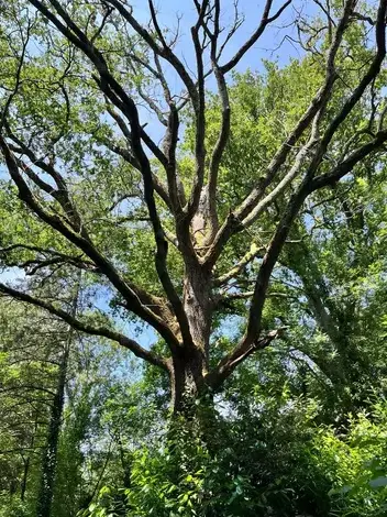 bucheronnage La Ferrière-5