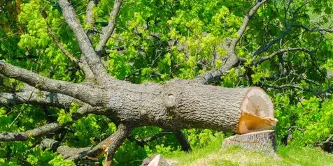 bucheronnage Le Poiré-sur-Vie-1
