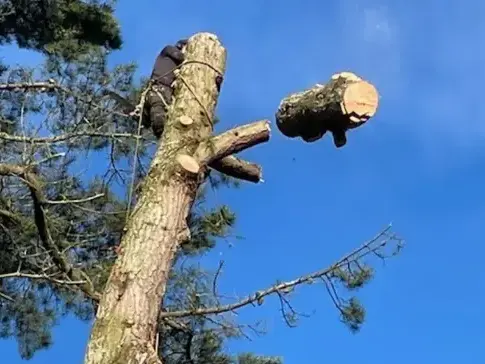 bucheronnage à Le Poiré-sur-Vie - image 2