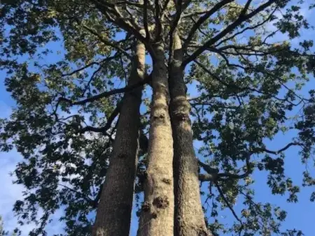 bucheronnage à Le Poiré-sur-Vie - image 4