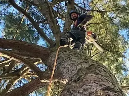 bucheronnage Le Poiré-sur-Vie-5