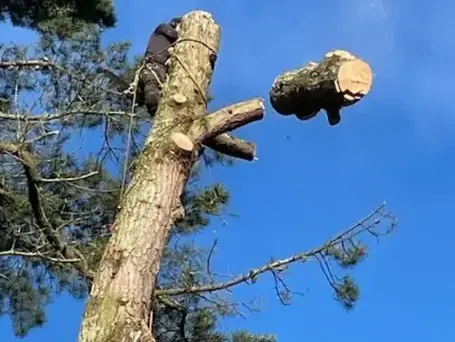 bucheronnage à Les Essarts - image 2