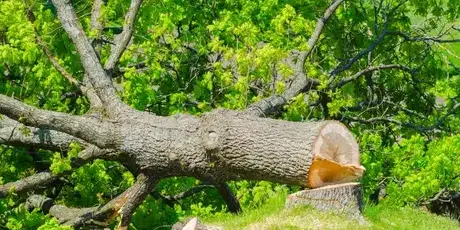 bucheronnage Les Essarts-5