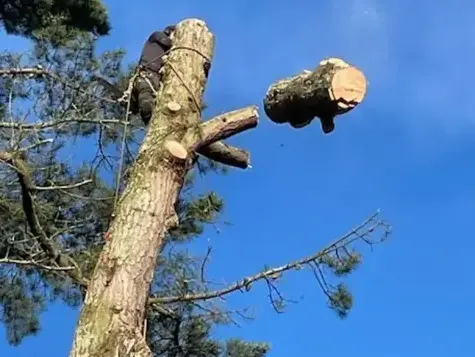 bucheronnage Montaigu-1