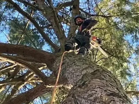 bucheronnage à Montaigu - image 2