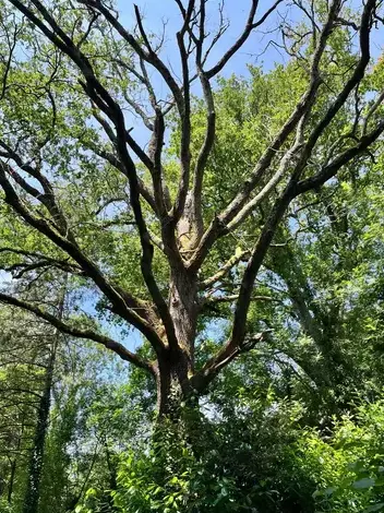 bucheronnage à Montaigu - image 3