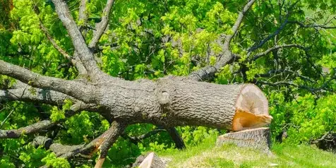 bucheronnage à Montaigu - image 4