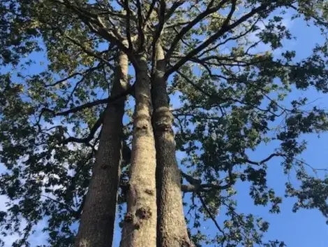 bucheronnage Montaigu-5