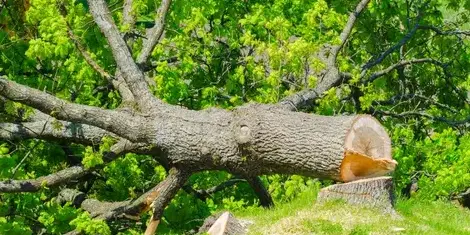 bucheronnage Montaigu-Vendée-1