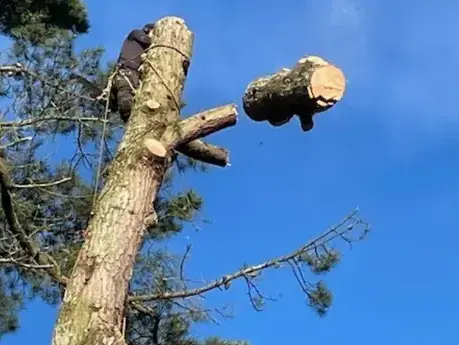 bucheronnage à Montaigu-Vendée - image 3
