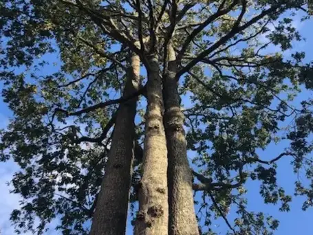 bucheronnage à Montaigu-Vendée - image 4