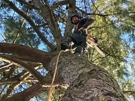 bucheronnage à Saint-Gilles-Croix-de-Vie - image 2