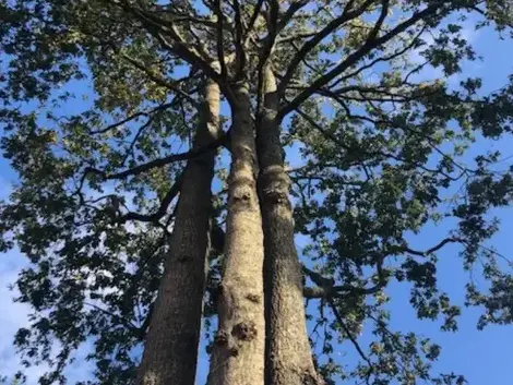 bucheronnage à Saint-Gilles-Croix-de-Vie - image 3
