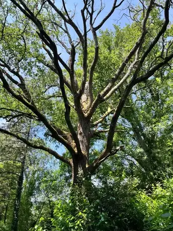 bucheronnage Saint-Gilles-Croix-de-Vie-5