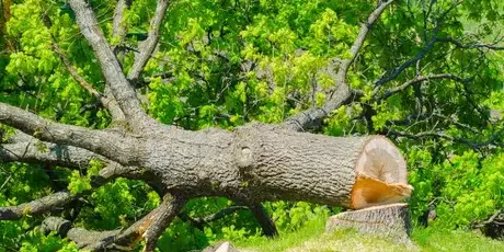 dessouchage Aizenay-1