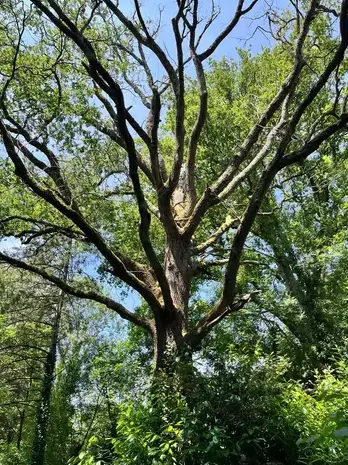 dessouchage à Aizenay - image 3