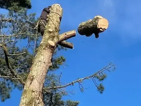 dessouchage à Aizenay - image 4