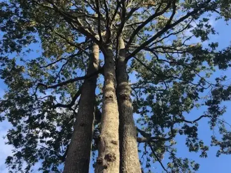 dessouchage Aizenay-5