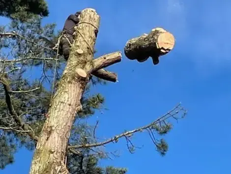 dessouchage à Bellevigny - image 2