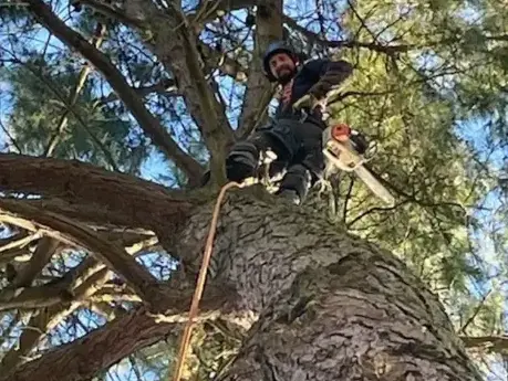 dessouchage à Bellevigny - image 3