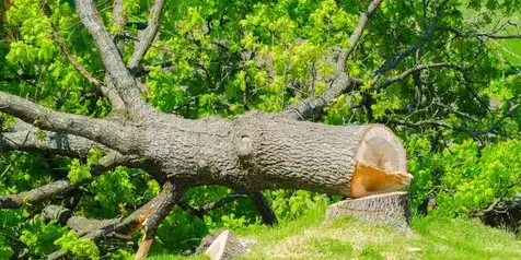 dessouchage à Bellevigny - image 4