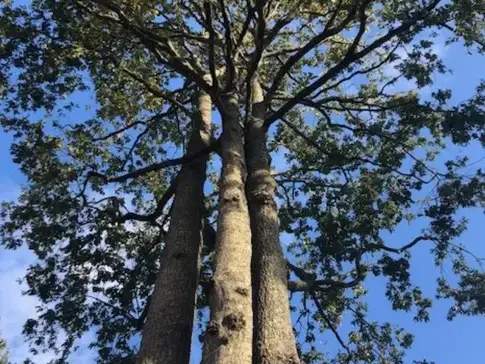 dessouchage Bellevigny-5