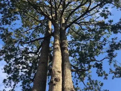 dessouchage Belleville-sur-Vie-1