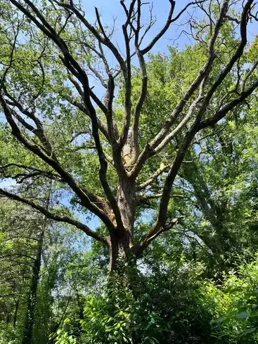 dessouchage à Belleville-sur-Vie - image 2