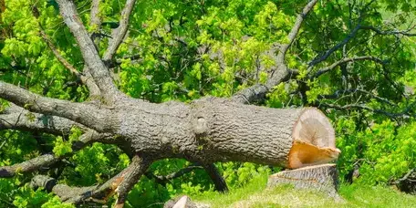 dessouchage à Belleville-sur-Vie - image 3