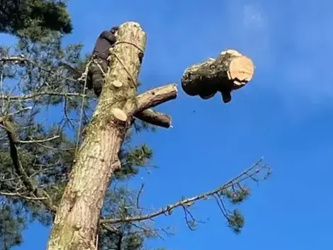 dessouchage à Belleville-sur-Vie - image 4