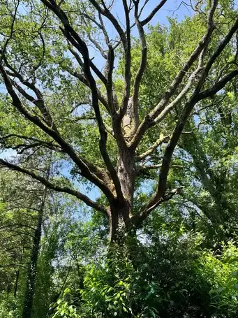 dessouchage à Bretignolles-sur-Mer - image 3