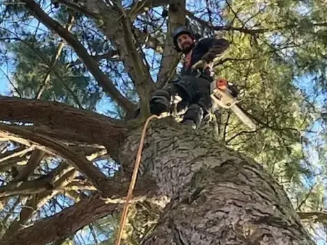 dessouchage à Bretignolles-sur-Mer - image 4