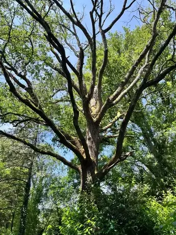 dessouchage Dompierre-sur-Yon-1