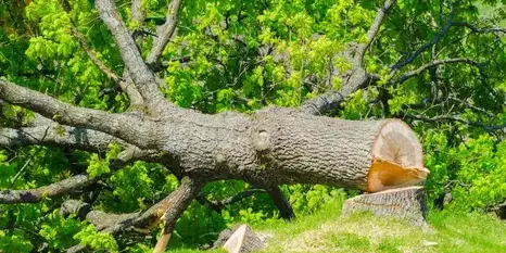 dessouchage à Dompierre-sur-Yon - image 2