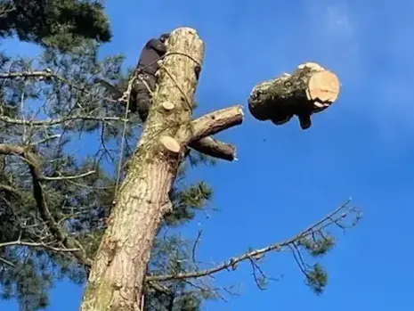 dessouchage à Dompierre-sur-Yon - image 3