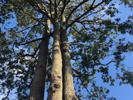 dessouchage à Dompierre-sur-Yon - image 4