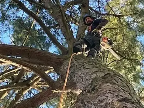 dessouchage Dompierre-sur-Yon-5