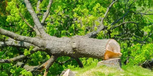 dessouchage Essarts-en-Bocage-1