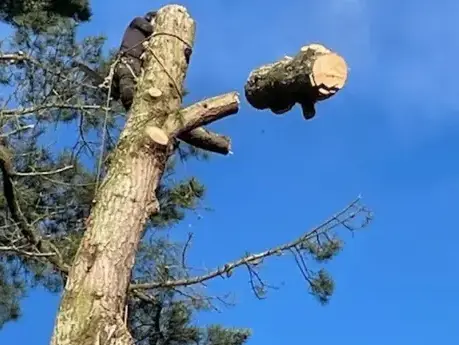 dessouchage à Essarts-en-Bocage - image 4