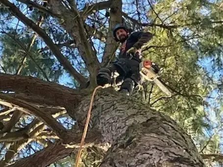 dessouchage La Ferrière-1
