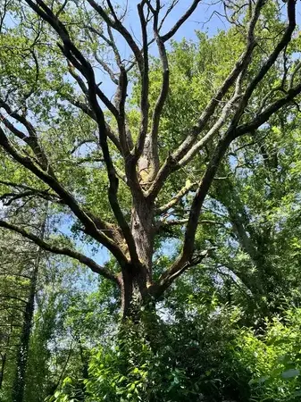 dessouchage à La Ferrière - image 3