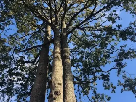 dessouchage à La Ferrière - image 4