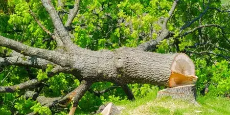 dessouchage La Ferrière-5