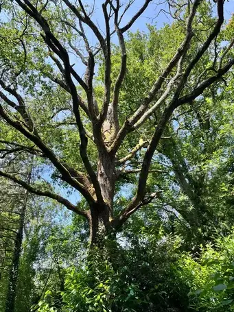 dessouchage Le Poiré-sur-Vie-1