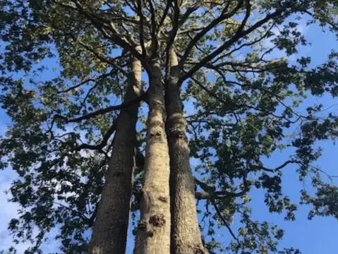 dessouchage à Le Poiré-sur-Vie - image 3