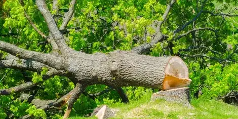 dessouchage à Le Poiré-sur-Vie - image 4