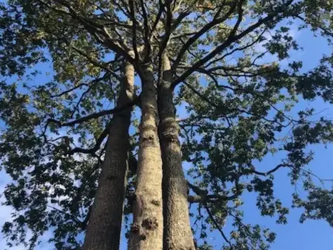 dessouchage Les Essarts-1