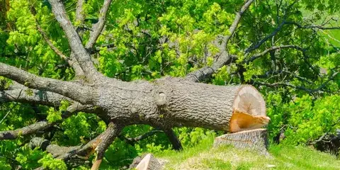 dessouchage à Les Essarts - image 2