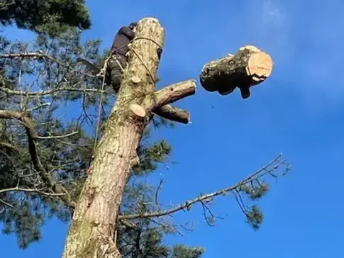 dessouchage à Les Essarts - image 3