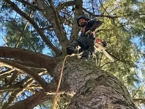 dessouchage Montaigu-1